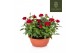 Rosa apache kordana rood schaal 