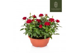 Rosa apache kordana rood schaal