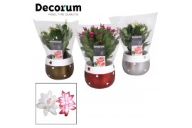 Schlumbergera mix Schlumbergera 10,5 cm - Christmas Star Red-White - D