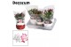 Schlumbergera mix Schlumbergera 10,5 cm - Christmas Star Red-White - D 