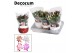Schlumbergera mix decorum mix in christmas star 