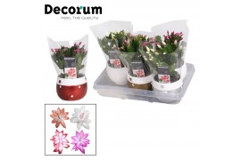 Schlumbergera mix decorum mix in christmas star