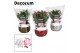 Schlumbergera mix decorum mix in christmas star 