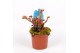 Dionaea muscipula red dragon 