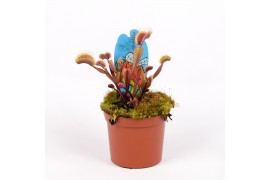 Dionaea muscipula red dragon