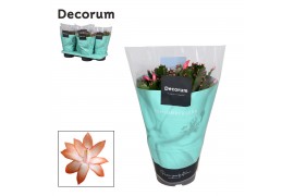 Schlumbergera oranje decorum in hoes