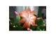 Schlumbergera oranje decorum in hoes 