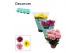 Chrysanthemum ind. breeze mix decorum 