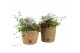 Arrangementen tuinplanten 41654: All saints arrangement 3 pp 