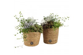 Arrangementen tuinplanten 41654: All saints arrangement 3 pp