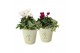 Arrangementen tuinplanten 41669: All saints arrangement 2 pp 