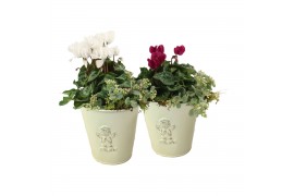 Arrangementen tuinplanten 41669: All saints arrangement 2 pp