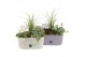 Arrangementen tuinplanten 41648: All saints arrangement 3 pp 