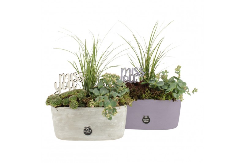 Arrangementen tuinplanten 41648: All saints arrangement 3 pp Arrangementen tuinplanten 41648: All saints arrangement 3 pp