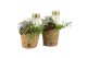 Arrangementen tuinplanten 41655: All saints arrangement 3 pp 