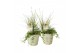 Arrangementen tuinplanten 41667: All saints arrangement 3 pp 