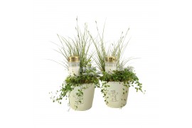 Arrangementen tuinplanten 41667: All saints arrangement 3 pp