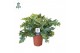 Phlebodium aureum davana Air So Pure 