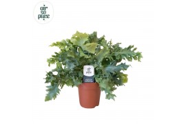 Phlebodium aureum davana Air So Pure