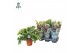 Phlebodium aureum davana Air So Pure 