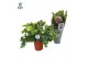 Phlebodium aureum davana Air So Pure 
