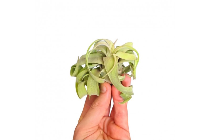 Tillandsia streptophylla medium 