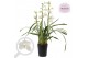 Cymbidium Cymbidium Summer Frost 3-4 tak 3 tak/plnt 18 bl. 