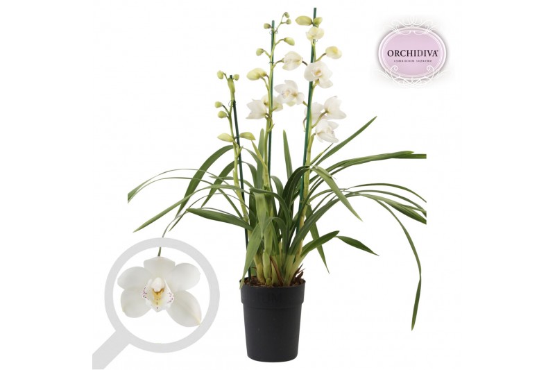 Cymbidium Cymbidium Summer Frost 3-4 tak 3 tak/plnt 18 bl. 