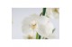 Cymbidium Cymbidium Summer Frost 3-4 tak 3 tak/plnt 18 bl. 