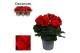 Begonia elatior du. baladin rood decorum 