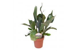 Platycerium bifurcatum