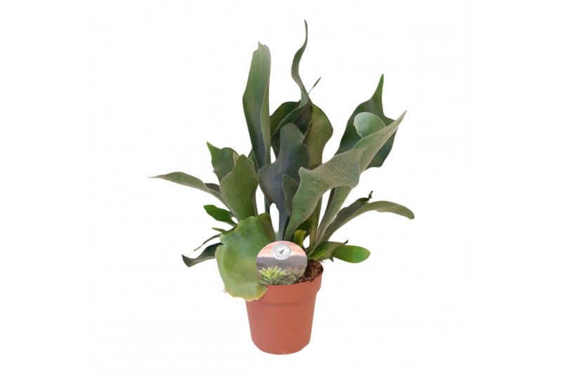 Platycerium bifurcatum 