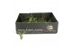 Tillandsia x20 