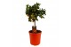 Citrus microcarpa calamondin op stam 