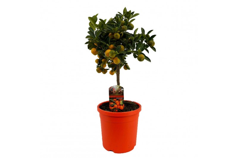Citrus microcarpa calamondin op stam 