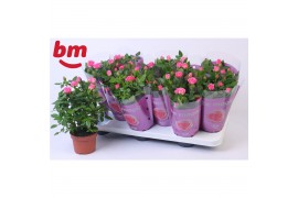 Rosa sparkling jewel roze