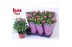 Rosa sparkling jewel roze 