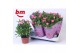 Rosa sparkling jewel roze 