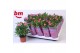 Rosa sparkling jewel roze 