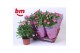 Rosa sparkling jewel roze 