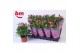 Rosa sparkling jewel roze 