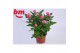 Rosa sparkling jewel roze 