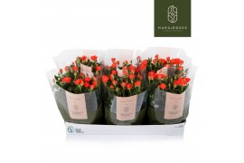 Rosa calibra kordana oranje schaal