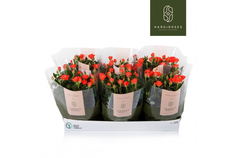 Rosa calibra kordana oranje schaal 