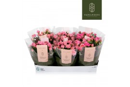 Rosa flirt kordana roze schaal