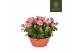 Rosa flirt kordana roze schaal 