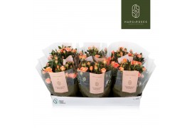Rosa aloha kordana schaal
