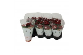 Chrysanthemum ind. cosmo bordeaux Deco Chrysant bordeaux