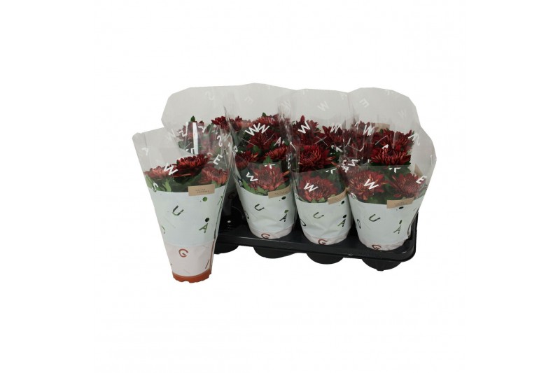 Chrysanthemum ind. cosmo bordeaux Deco Chrysant bordeaux Chrysanthemum ind. cosmo bordeaux Deco Chrysant bordeaux