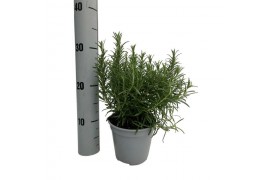 Rosmarinus mix 14cm